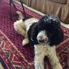 maureen_farr